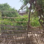 Nidhivan in Vrindavan