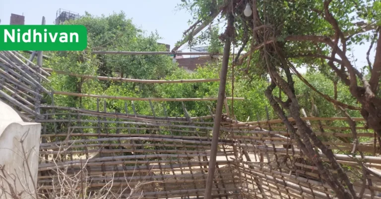 Nidhivan in Vrindavan